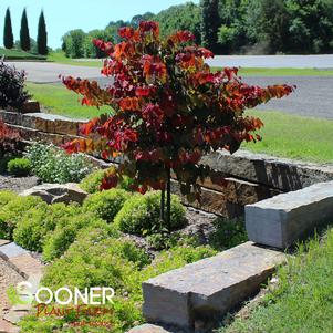 Cercis canadensis JN100