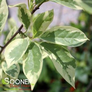 SHERI'S CLOUD VARIEGATED BLACKGUM