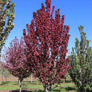 Malus x 'JFS-KW213MX'