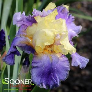 Iris germanica 'Edith Wolford'