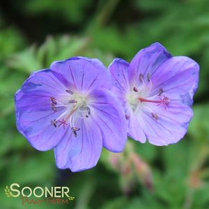 Geranium x 'Brookside'