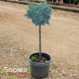 BLUE STAR JUNIPER PATIO TREE