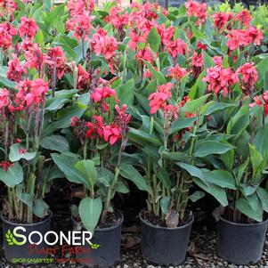 Canna x generalis 'Cannova Rose'