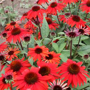 Echinacea x 'Balsomanita'