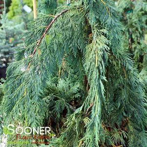 WEEPING BLUE ALASKAN CEDAR