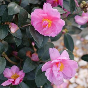 JUST CHILL™ DOUBLE MAUVE CAMELLIA