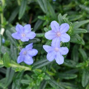 GRACE WARD LITHODORA