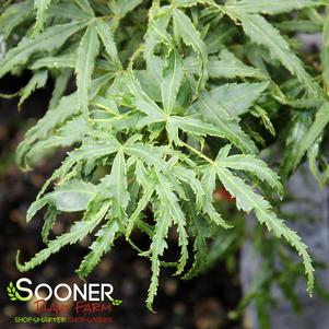 LILY PAD DWARF UPRIGHT JAPANESE MAPLE