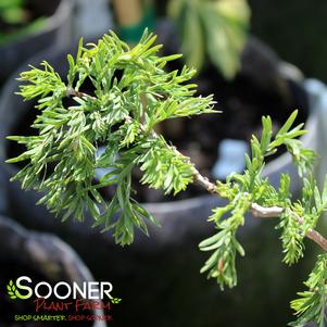 TWISTED LOGIC DWARF BALD CYPRESS