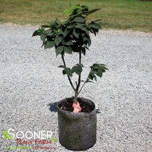 Zelkova serrata 'Goblin'