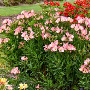 SUMMER BREAK PERUVIAN LILY