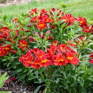 SUMMER HEAT PERUVIAN LILY