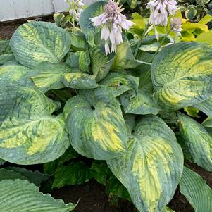 SHADOWLAND® SOUND OF MUSIC HOSTA