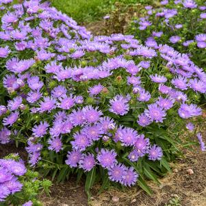 Stokesia laevis 'Riptide'