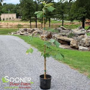 Platanus mexicana ''