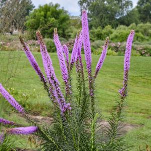 Liatris pycnostacha 'Lavender Glowsticks'
