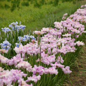 Iris ensata 'Pinkerton'