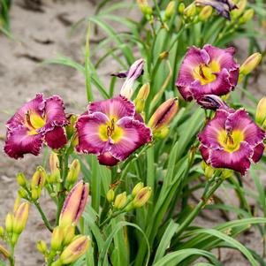 THROUGH A GLASS DARKLY DAYLILY