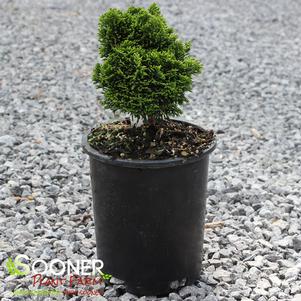 GOLDEN HAGE DWARF HINOKI FALSE CYPRESS