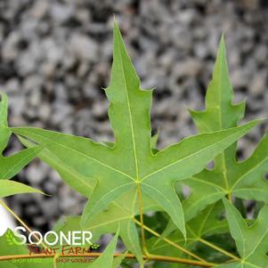 Acer truncatum 'Skinny Dragon'