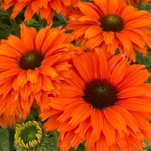 Echinacea x 'Ifecssmin'
