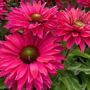 Echinacea x 'Ifecssswfu'