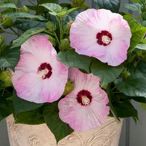 HONEYMOON™ LIGHT ROSE DWARF HARDY HIBISCUS