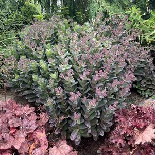 Sedum telephium 'Conga Line'