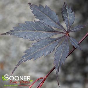BLACK LACE UPRIGHT JAPANESE MAPLE