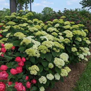 Hydrangea arborescens 'SMNHAGOV'
