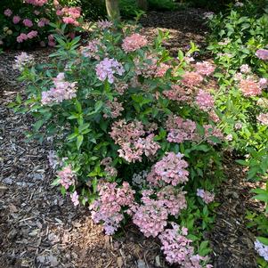Hydrangea x 'WNHYDFBPBMH'