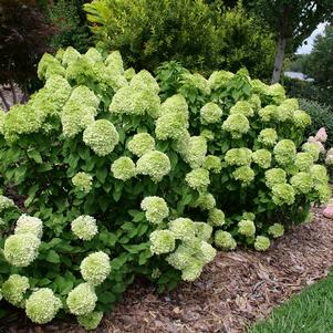 Hydrangea paniculata 'SMNHPLK'