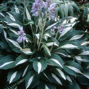 Hosta x 'Risky Business'