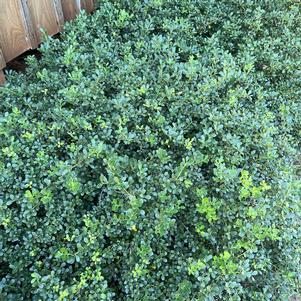 Ilex crenata 'Welford Helleri'