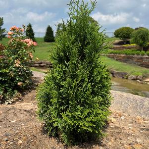Thuja occidentalis 'WAH-LS'