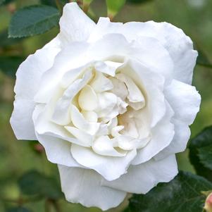 WHITE DAWN CLIMBING ROSE