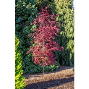 PUNG KIL UPRIGHT JAPANESE MAPLE