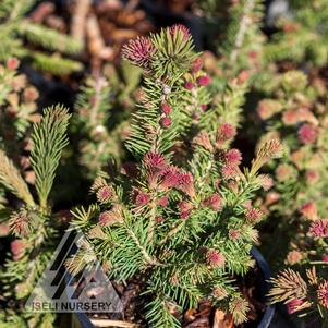 Picea abies 'Blaze'