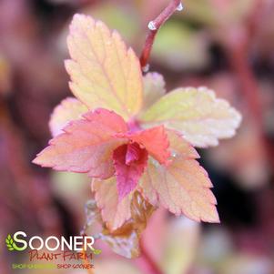 Spiraea japonica 'Magic Carpet'