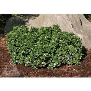 Ilex x 'Rock Garden'