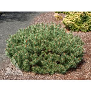 DWARF SCOTS PINE