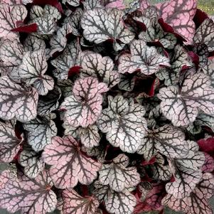 SPICE CURLS™ CORAL BELLS
