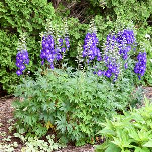 VIOLETS ARE BLUE DELPHINIUM