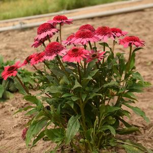 DOUBLE CODED® CORAL CRANBERRY CONEFLOWER