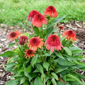 Echinacea x 'Jamberry'