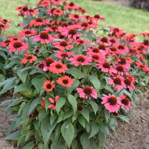 Echinacea x 'Knock 'Em Red'