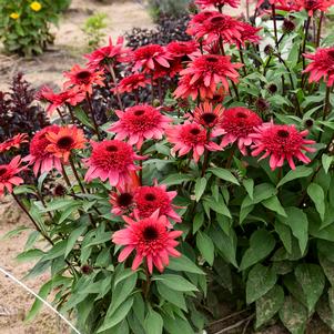DOUBLE DIPPED® RASPBERRY RIPPLE CONEFLOWER