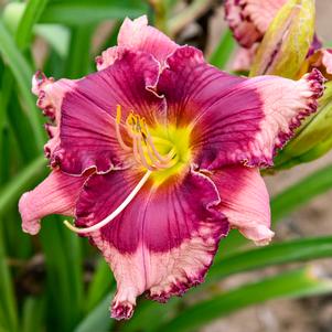 DON'T LOSE HEART DAYLILY