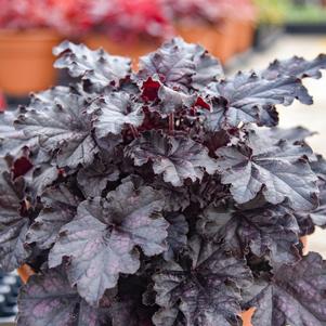 DOLCE® SULTRY NIGHT CORAL BELLS