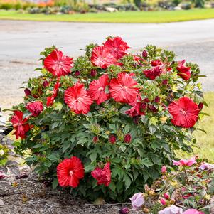 SUMMERIFIC® GARNET GLOBES HARDY HIBISCUS